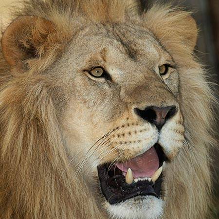 Parc Animalier La Barben RC PRO