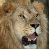 Parc Animalier La Barben RC PRO